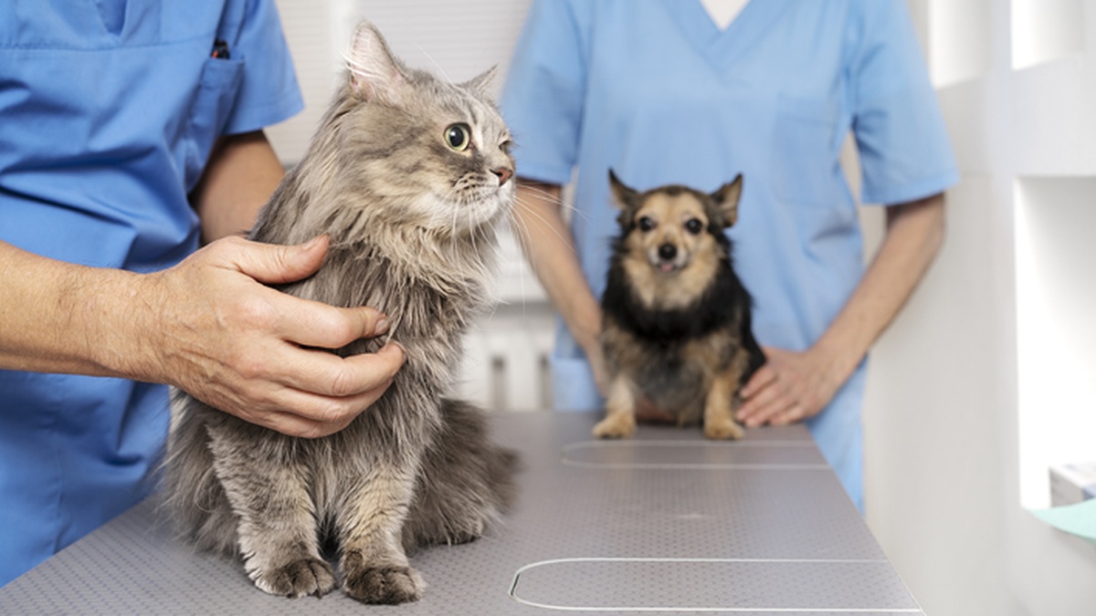 The Veterinary Services Market in Ukraine Is Growing Alongside the Pet Industry but Remains Fragmented