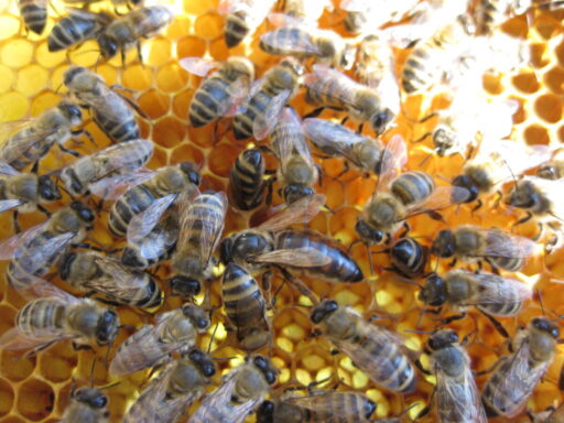 Beekeeping in Ukraine: Honey Losses Driven by Pesticides, War, and Declining Forage Base