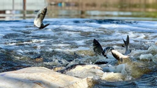 Large-Scale Restocking of Water Bodies in 2026: How the State Is Trying to Restore Resources